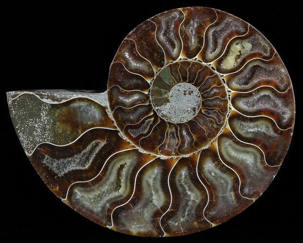 Polished Ammonite Fossil (Half) - Agatized #51778